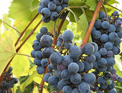 Tamjanika crna grozdje